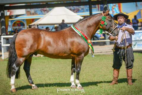 83ª Expogrande terá participação das raças de cavalo pantaneiro, crioulo e árabe