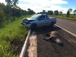 Imagem de acidente entre veículo de passeio e anta destruiu picape e matou animal. (Foto: ICAS)