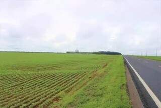 Trecho da rodovia MS-306, onde área na beira de estrada será utilizada para plantio. (Foto: Agepan)
