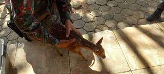Filhote de cervo-do-pantanal foi encontrado sem a mãe em uma fazenda próxima a Aquidauana. (Foto: PMA)