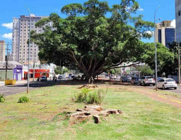 S&oacute; oito figueiras est&atilde;o sadias para continuar em p&eacute; na Afonso Pena e Mato Grosso