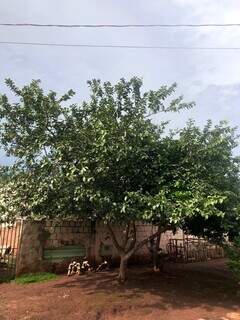 Àrvore de goiaba foi plantada para fazer sombra e fruta servir de alimento para crianças. (Foto: Jéssica Fernandes)