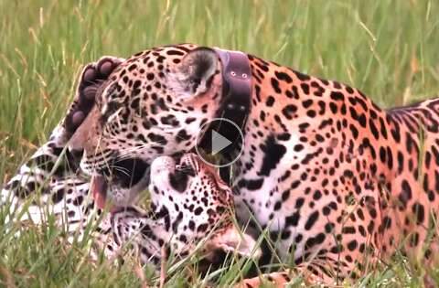 Mamãe onça e filhote são flagrados trocando carinho no Pantanal