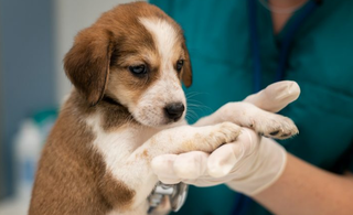 Cachorrinho recebendo cuidados veterinários (Foto: Comunicação Setescc)