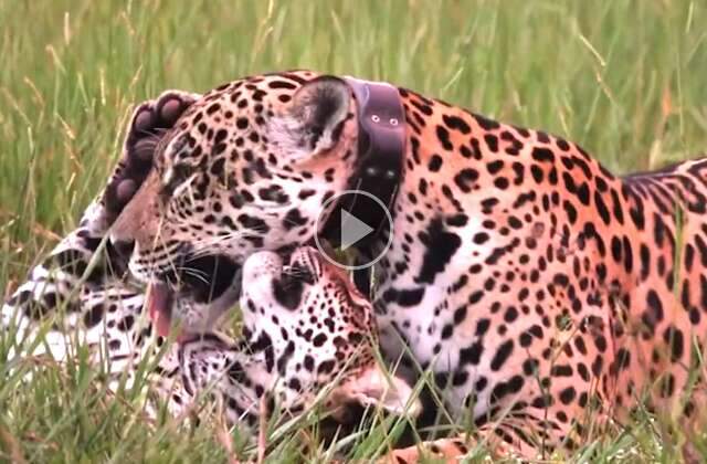 Mam&atilde;e on&ccedil;a e filhote s&atilde;o flagrados trocando carinho no Pantanal