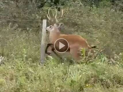 Sem acesso à mata, cervo perdido se desespera ao tentar passar por cerca