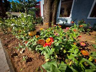 Jardim com flores espalhadas pela calçada são convite para borboletas. (Foto: Aletheya Alves)