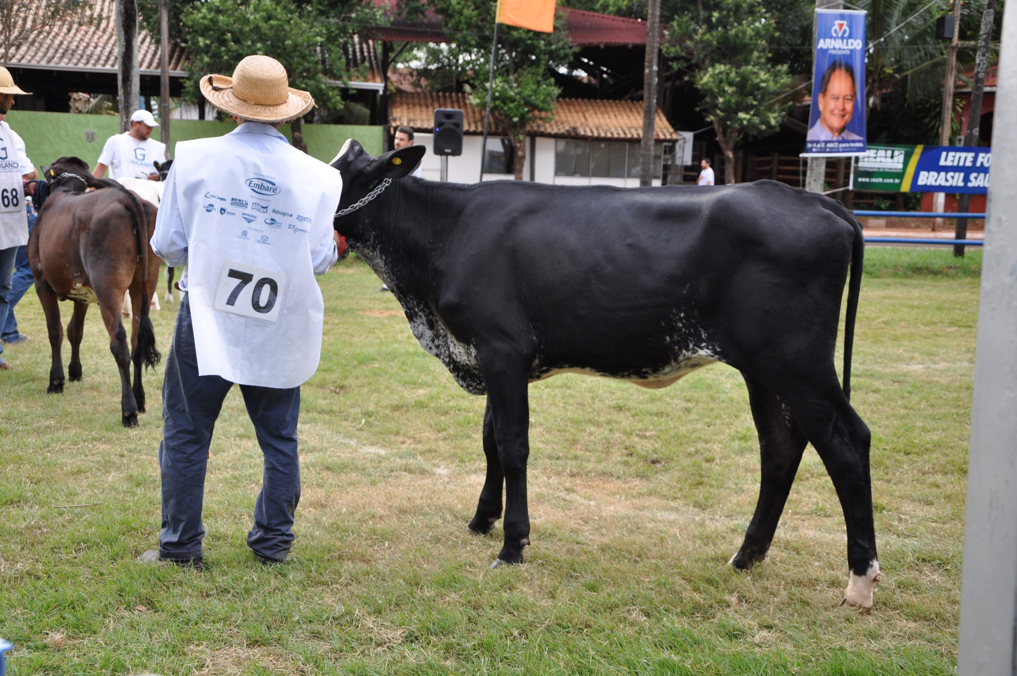 Mais de 180 animais gir leiteiro e girolando participam de provas na Expogrande