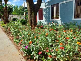 Plantas contornam toda a casa de Dorival e deixam a calçada mais interessante. (Foto: Aletheya Alves)