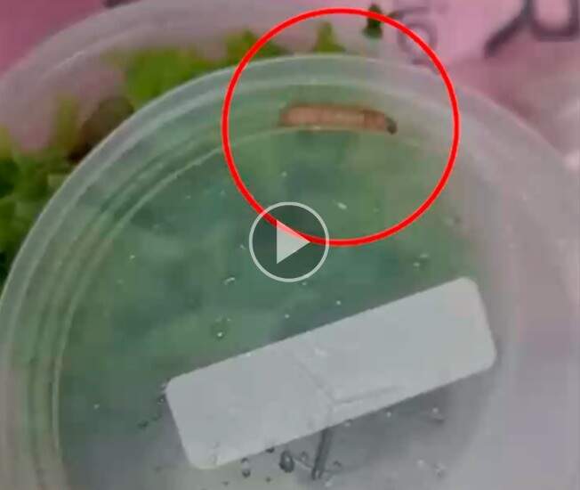 Larvas em marmitas do almoço no Hospital Universitário revoltam usuários