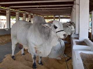 Pavilhão de gado nelore é atração na Expogrande. (Foto: Henrique Lucas/Divulgação)