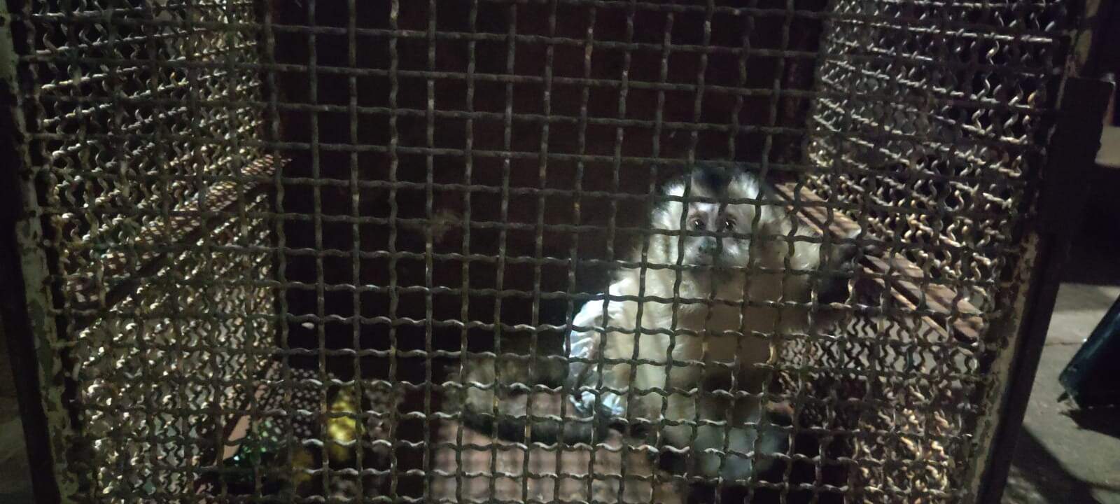 Macaco-prego é resgatado com corda amarrada ao corpo após fugir de cativeiro 