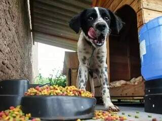 Cachorro se alimentando em espaço com casinhas colocadas por vizinhança para animais das ruas, no Bairro Mata do Segredo. (Foto: Arquivo)