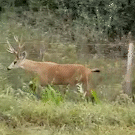 Desespero de cervo no Pantanal foi o vídeo mais visto da semana