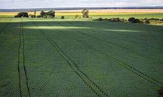 Área rural de plantio de soja; cereal poderá sofrer com impactos climáticos. (Foto: Reprodução/CNA)