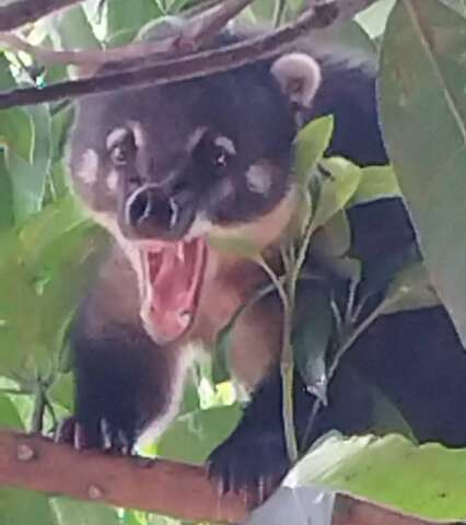 Procurado por matar c&atilde;es e galinhas, quati &eacute; o terror do Bairro Santo Ant&ocirc;nio