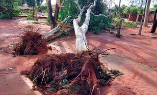 Árvores foram arrancadas pela raíz por causa da força do vento (Foto: Cenário MS)