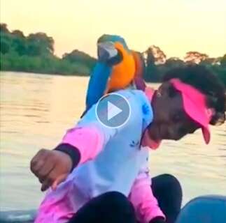 Surpreendida por arara-canindé, pescadora diz que ave "queria brincar"