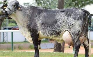 Vaca girolando, uma das raças que bateu recorde em leilão da Expogrande.