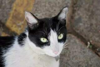 Gato, chamado de Frajola ou Mascote, que vive há quatro anos em condomínio no Tiradentes (Foto: Paulo Francis)