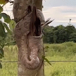 No Pantanal, jiboia se camufla e devora anu-branco em minutos