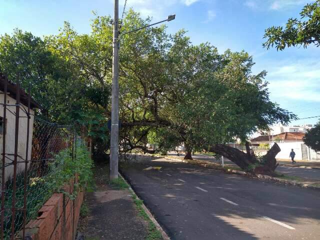 &Aacute;rvore de 12 metros cai em cima de casa e interdita rua