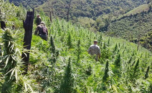 Brasil e Paraguai iniciam nova ofensiva contra ro&ccedil;as de maconha na fronteira