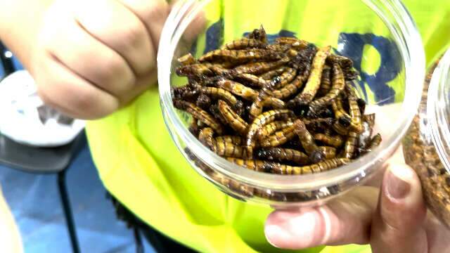 Denunciadas em hospital, larvas entram em menu da Expogrande