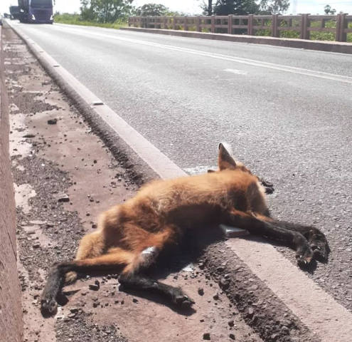 Em risco de extin&ccedil;&atilde;o, lobo-guar&aacute; morre atropelado na BR-262 no Pantanal