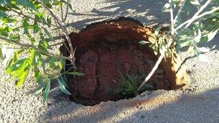 Moradores deixaram galhos para sinalizar buraco no local onde asfalto cedeu. (Foto: Direto das Ruas)