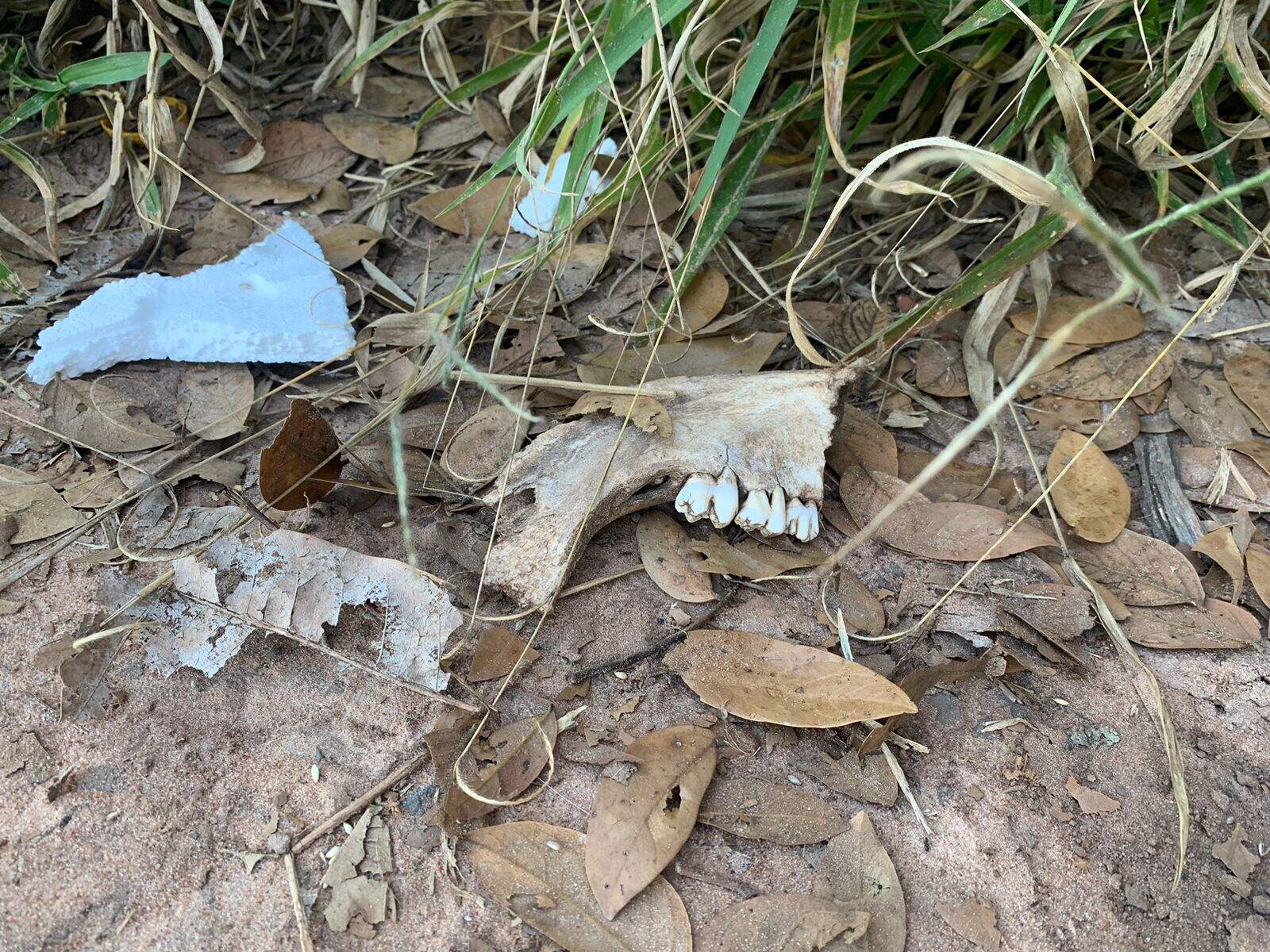 Ossada encontrada em chácara é de homem morto há mais de um mês