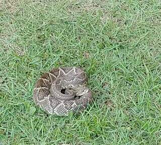 Cobra cascavel &eacute; capturada em jardim dentro de hotel em Bonito