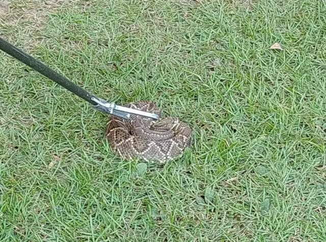 Cobra cascavel &eacute; capturada em jardim dentro de hotel em Bonito