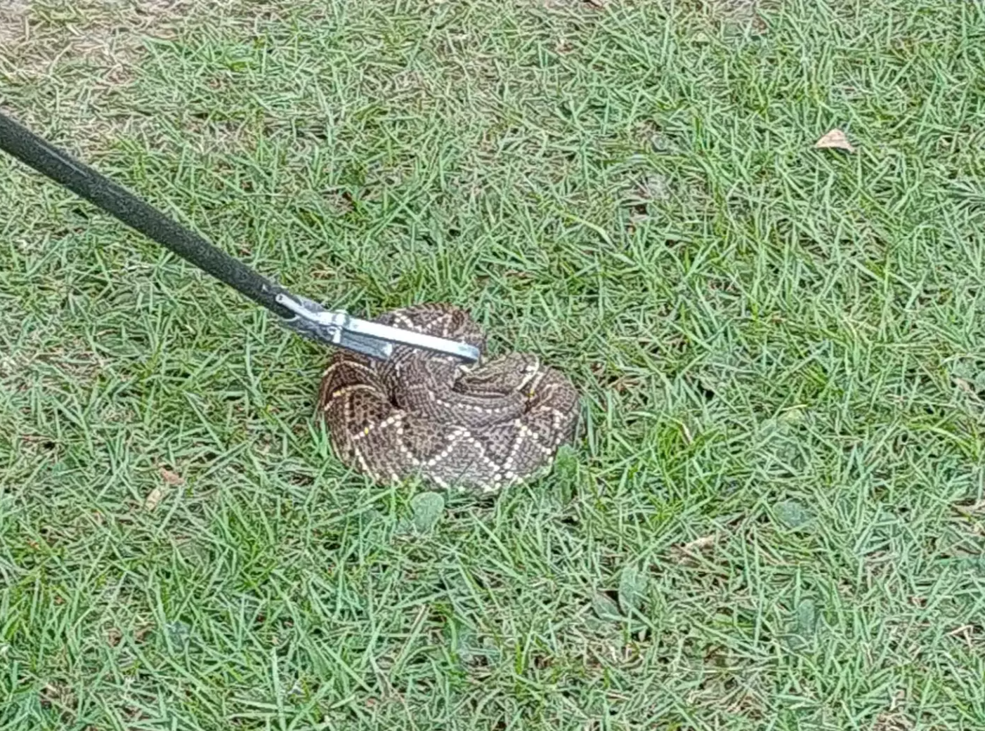 Cobra cascavel é capturada em jardim de hotel em Bonito