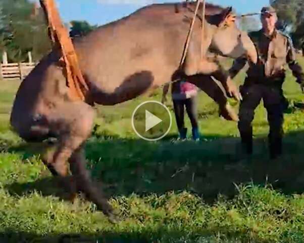 Anta de 270 quilos &eacute; baleada durante ca&ccedil;a e resgatada por guindaste