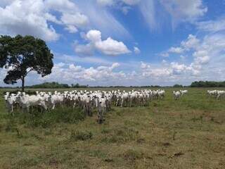 Rebanho bovino sul-mato-grossense já beira as 18 milhões de cabeças. (Foto: Divulgação)