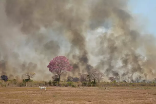 Incêndio em meio a pasto no Pantanal sul-mato-grossense. (Foto: Divulgação/ WWF-Brasil)
