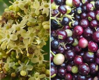 Flores e frutos da erva-mate, planta que marca história do Estado. (Foto: Divulgação)