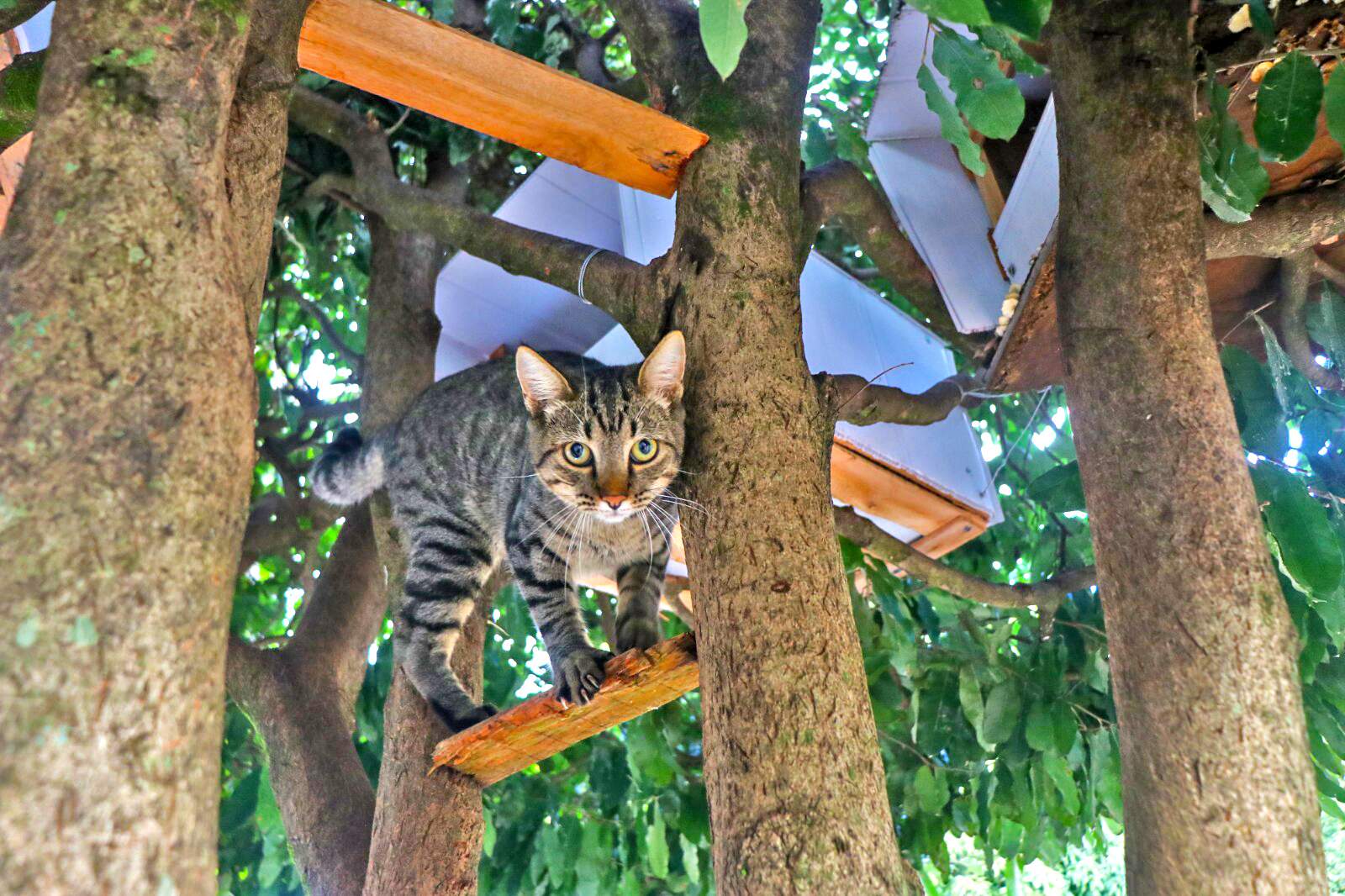Para proteger 8 gatos da rua, Jacques projetou casas em árvores -  Comportamento - Campo Grande News