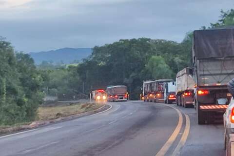 Depois de muita chuva, árvore de grande porte cai e interdita BR-262 