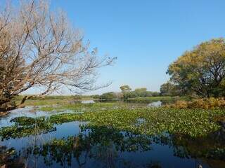 &ldquo;Conex&atilde;o das &Aacute;guas&rdquo; ir&aacute; debater o futuro do Pantanal com doutor da Unesco