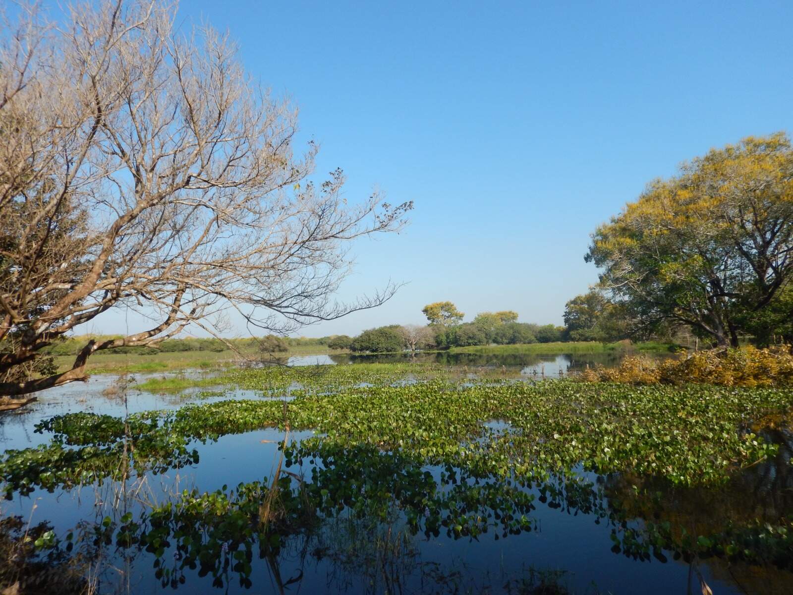 “Conexão das Águas” irá debater o futuro do Pantanal com doutor da Unesco