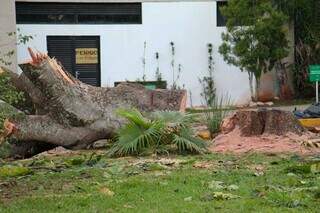Uma das árvores removida no Parque dos Poderes, em Campo Grande. (Fotos: Juliano Almeida)