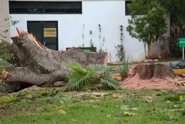 Remo&ccedil;&atilde;o de &aacute;rvores no Parque dos Poderes teve aval do Imasul