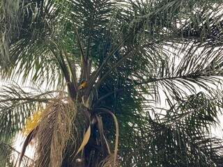 Araras são visita frequente no topo das árvores da moradora. (Foto: Aletheya Alves)