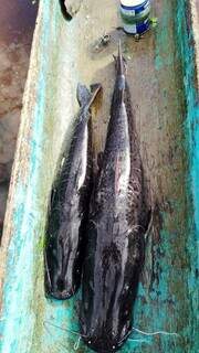 Peixes pescados estavam fora do permitido, conforme lei ambiental. (Foto: Divulgação/PMA)