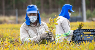 Mudas produzidas no viveiro são destinadas principalmente ao plantio em áreas de operação da Bracell. (Foto/Divulgação)