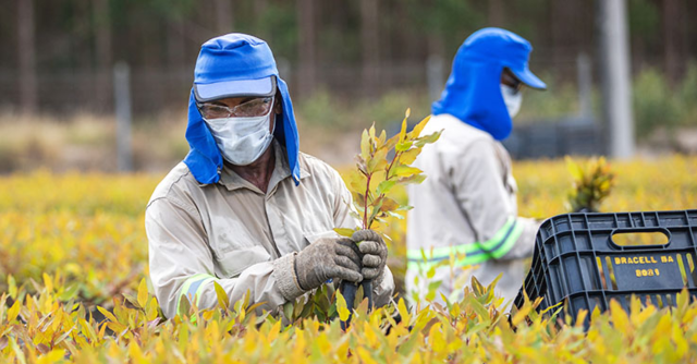 Empresa de produ&ccedil;&atilde;o de celulose expande base florestal em MS