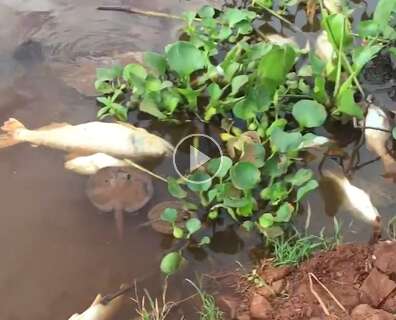 Fenômeno mata peixes no Pantanal e chama atenção de fotógrafo