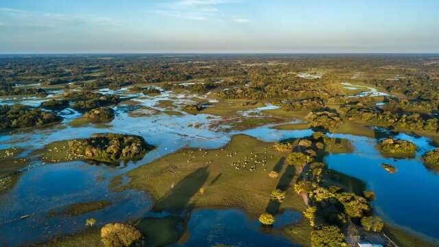 Comunidades e produtores que cuidam do Pantanal podem preservar U$ 60 bi